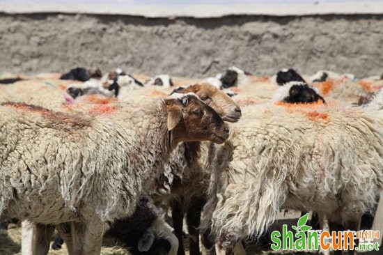 西藏日喀则特有绵羊——岗巴羊