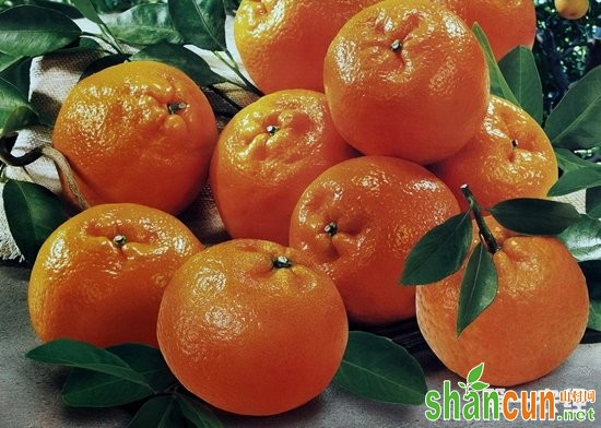 云南大理特产：宾川柑橘（图片）