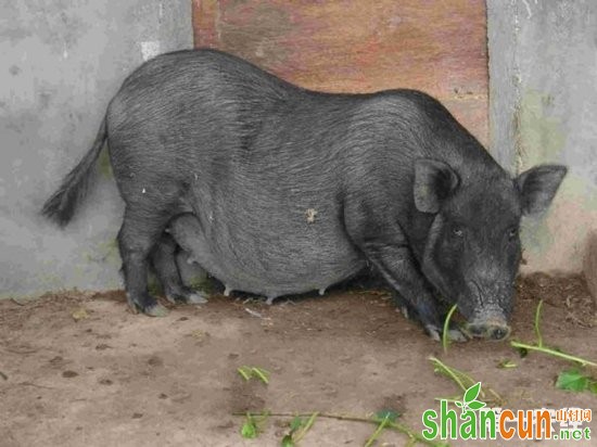 勐腊小耳猪 云南地方猪种