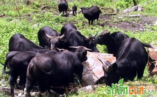 云南怒江县特产羊种：贡羊（图）
