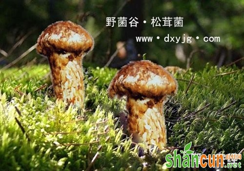 内蒙古赤峰红山区特产：松口菇（图片）