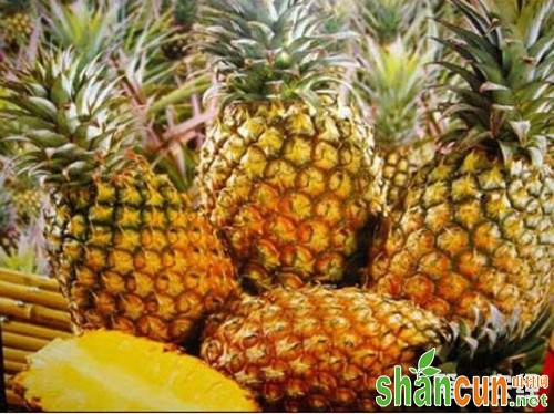 海南海口特产水果：海南菠萝