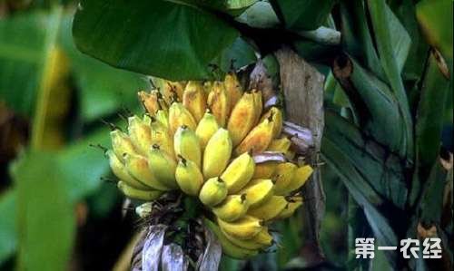 海南定安特产：海南芭蕉