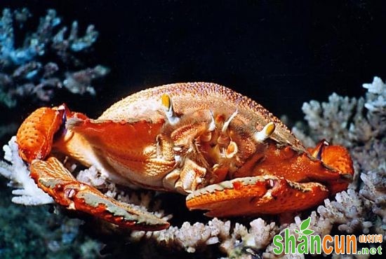 海南特产：琵琶蟹