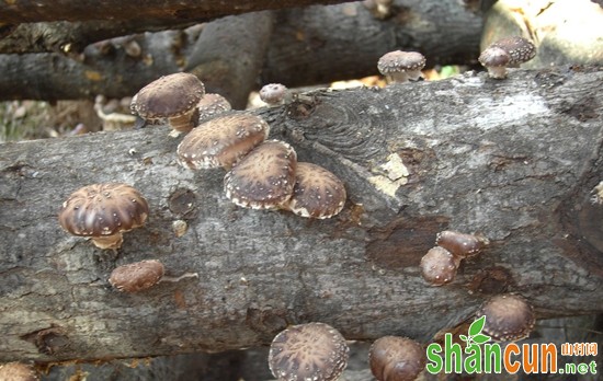 陕西汉中著名特产：留坝香菇（图片）