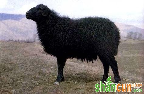 甘肃定西特产：黑紫羔羊（图片）