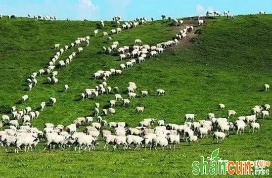 青海海西州特产——乌兰茶卡羊