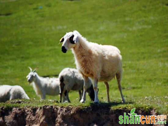 青海海西州特产——乌兰茶卡羊