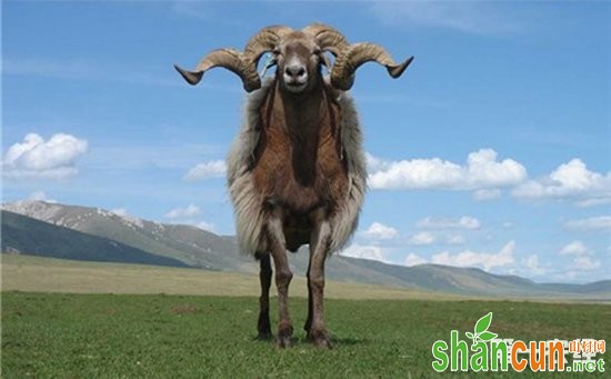 青海省海北藏族自治州刚察县特产——刚察藏羊