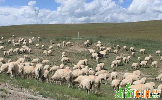 青海省海北藏族自治州刚察县特产——刚察藏羊