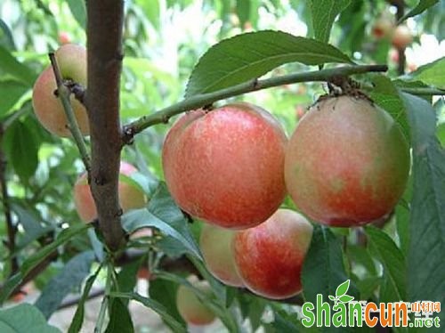 新疆特产水果：哈密油桃
