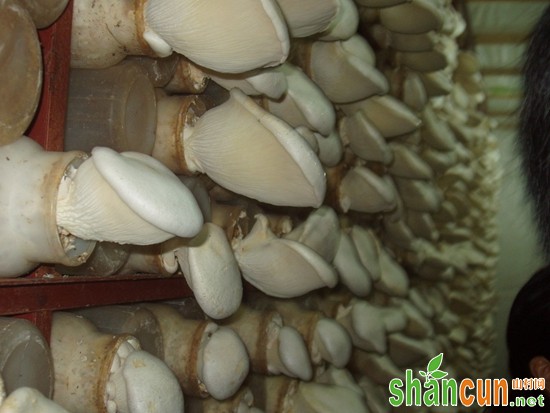 阿魏蘑菇怎么做？ 新疆阿拉尔特产
