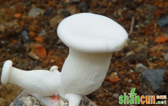 阿魏蘑菇怎么做？ 新疆阿拉尔特产