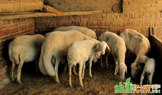 新疆阿拉尔特产：大尾羊（图片）