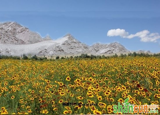 克里阳雪菊 新疆和田皮山县特产