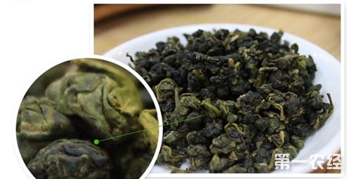 台湾十大名茶之一：阿里山珠露茶（图片）