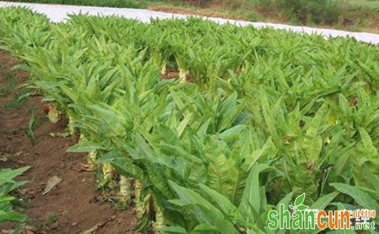 莴笋种植：莴笋套种甜脆玉米的种植技术