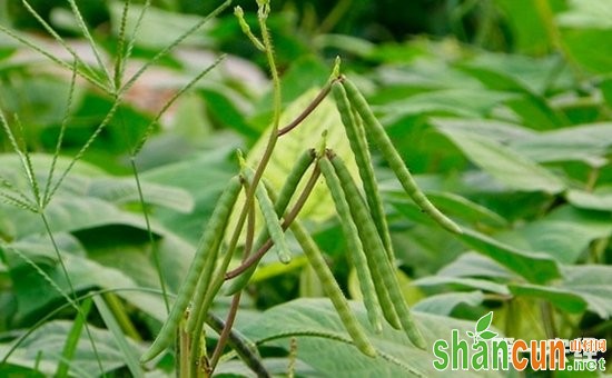 绿豆种子怎么种？绿豆种子的种植方法