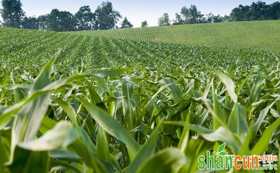 玉米种植怎么管理？玉米各个生长期的田间管理技术