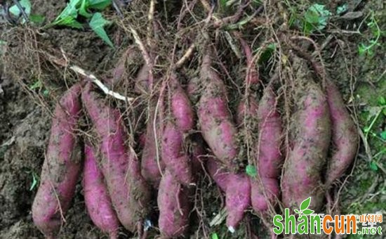 紫薯种植如何实现高产？紫薯的高产栽培技术要点