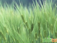 春小麦怎么种植？春小麦的种植方法和施肥技术