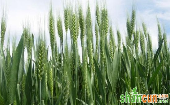 春小麦怎么种植？春小麦的种植方法和施肥技术