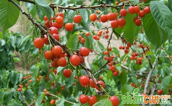 樱桃树种植怎么提高坐果率？提高樱桃坐果率的方法介绍