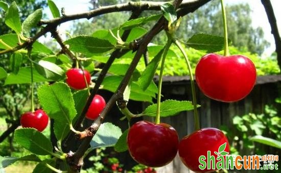 樱桃树种植怎么提高坐果率？提高樱桃坐果率的方法介绍