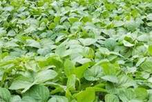 黑豆高产实用种植技术