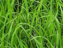 水稻苗稻2号种植技术