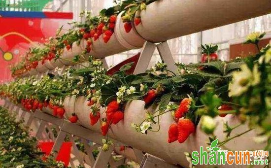草莓怎么立体种植？草莓的立体无土栽培技术