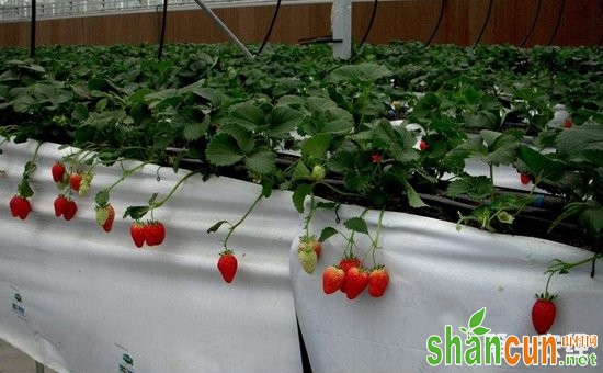 草莓怎么立体种植？草莓的立体无土栽培技术