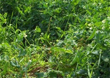 露地豌豆种植技术