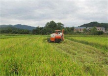 机收再生水稻种植技术