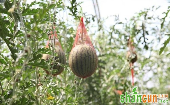 西瓜种植如何获得高产？大棚西瓜的吊蔓早熟栽培技术