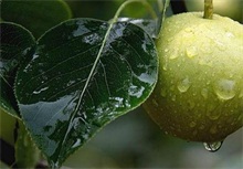 雨后果园的具体管理措施