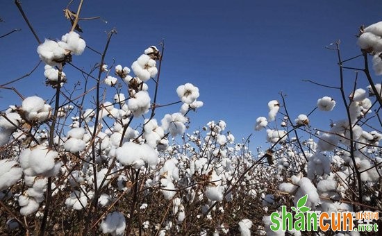 棉花种植怎么管理？棉花各个生长期的管理技术要点