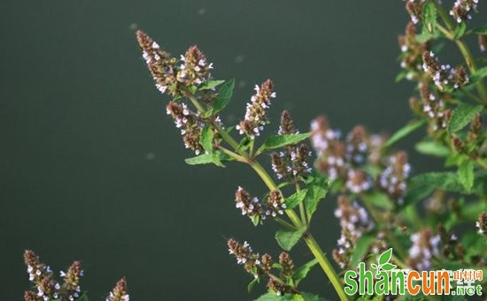 癞蛤蟆草有人工种植的吗？癞蛤蟆草生长环境与分布