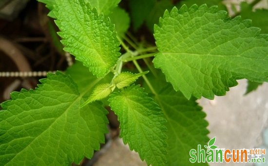 藿香几月份种植？藿香的种植时间和种植技术