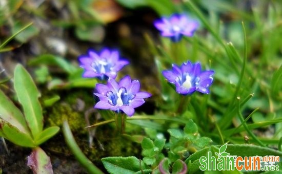 龙胆草怎么种植好？龙胆草的繁殖方法和种植技术