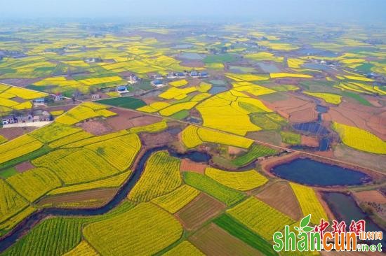 3月9日，在湖北省枝江市问安镇，不少游客前来欣赏农田中的油菜花美景。连日来，枝江万亩油菜花相继盛开，美如画卷，吸引了久居城市的人们前往游玩。枝江历史悠久，地处湖北省南部，江汉平原西缘，属三峡之末，荆江之首，是新石器时代的原始村落关庙山遗址所在地。周星亮 摄