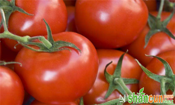 吃西红柿能减肥吗 这些好处让你意想不到
