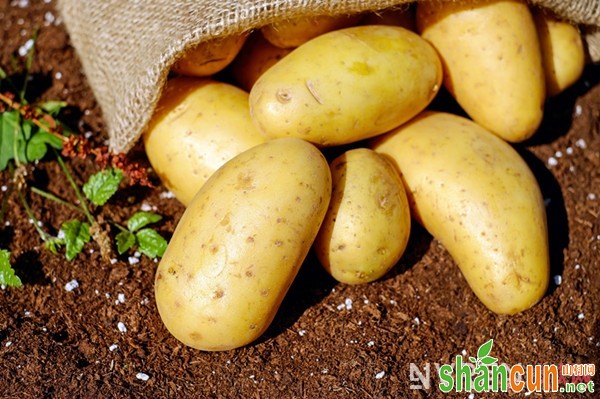 土豆减肥吗 四款土豆美食让身材越来越好