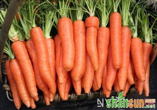 胡萝卜的美容功效有哪些_藏太深 物美价廉的防癌高手竟是它