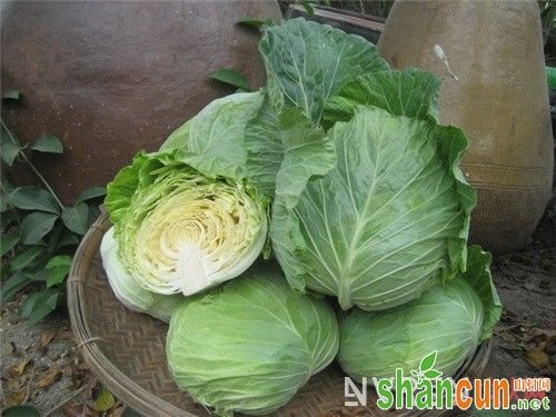卷心菜含有什么维生素_春节易上火 多吃哪五大蔬菜可以排毒降火