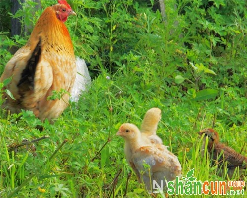 吃老母鸡可以提高性欲吗_女人吃什么可以提高性欲 这10种食物你知道吗？