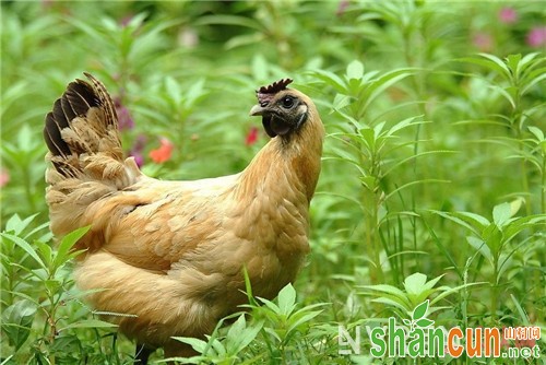 吃老母鸡可以提高性欲吗_女人吃什么可以提高性欲 这10种食物你知道吗？