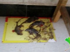高校老鼠肆虐学生感染出血热死亡:床铺沾满老鼠屎