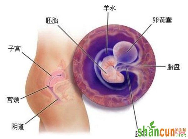 怀孕一个月胎儿图是什么样的 堪比一粒种子的变化