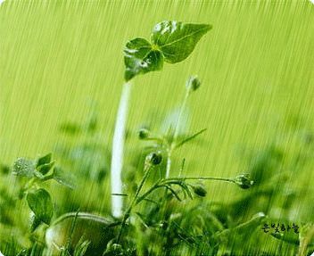 </p><p>谷雨，有“雨水生百谷”的意思，是二十四个节气中的第六个节气，也是春季的最后一个节气，通常在每年的公历四月二旬日前后。常言道“清明断雪，谷雨断霜”，这时我国大部分地区的均匀气温都在12度以上。</p><p>《月令七十二候集解》：“三月中，自雨水后，土膏脉动，今又雨其谷于水也。雨读作去声，如雨我公田之雨。盖谷以此时播种，自上而下也。”这时天气温顺，雨水明显增多，对谷类作物的生长发育关系很大。雨水适量有利于越冬作物的返青拔节和春播作物的播种出苗。古时侯所说“雨生百谷”，反映了“谷雨”的现代农业气候意义。但雨水过量或严重干旱，则往往造成危害，影响后期产量。谷雨在黄河中下游，不仅指明了它的农业意义，也说明了“春雨贵如油”。</p><p>我国古时侯将谷雨分为三候：“第一候萍始生；第二候呜鸠拂其羽；第三候为戴任降于桑。”是说谷雨后降雨量增多，浮萍开始生长，接着布谷鸟便开始提醒人们播种了，然后是桑树上开始见到戴胜鸟。从“谷雨”起，各地雨量开始增多，天气也变得湿润起来。专家说，一定湿度的空气本是正常空气，也是正凡人所需要的，然而过于湿润的空气会让人体由内到外都有不适反应。</p><p>此时，气温固然开始转暖，但早晚仍较凉，早出晚归者要留意增减衣服，避免受寒感冒。过敏体质的人这个季节应防花粉症及过敏性鼻炎、过敏性哮喘等。尤其要留意避免与过敏源接触，减少户外活动。在饮食上减少高蛋白质、高热量食品的摄入，出现过敏反应及时到病院就诊。</p><p>在谷雨节气中，肝肾处于衰弱状态，所以应留意加强对肝肾的保养。调养情志，保持愉快的心情，对身体很有好处。谷雨节气以后，是神经痛的发病期，如肋间神经痛、坐骨神经痛、三叉神经痛等。另外，风瘟、眩晕、癣疮等症也极易发生。总而言之，在此节气中，要留意调节情志，公道饮食，加强锻炼，就会减少疾病，强健身体。</p><p>健康人群这个季节适宜的膳食有：参蒸鳝段、菊花鳝鱼等，具有祛风湿、舒筋骨、温补气血的功效；草菇豆腐羹、生地鸭蛋汤具有滋阴养胃、降压降脂、抗菌消炎、清热解毒、养血润燥的功效。</p>1．参蒸鳝段<p><strong>配料</strong>：鳝鱼1000克，党参10克，当归5克，熟火腿150克，食盐、绍酒、胡椒粉、生姜、大葱、味精各适量，清鸡汤500克。</p><p><strong>做法</strong>：党参、当归洗净浸润后切片备用；鳝鱼剖后除去内脏，净水洗净再用开水稍烫一下捞出，刮去粘液，剁去头尾，再把肉剁成6厘米长的段：热火腿切成大片；姜、葱洗净切片、段备用。锅内入净水，下入一半的姜、葱、绍酒烧沸后，把鳝鱼段倒入锅内烫一下捞出，装入汤钵内，将火腿、党参、当归、放于面上。加入葱、姜、绍酒、胡椒粉、食盐，再灌入鸡汤，用绵纸湿浸封口，上蒸笼蒸约1小时至蒸熟为止。取出启封挑出姜、葱加入味精调味即成。</p><p><strong>功效</strong>：温补气血，强健筋骨，活血通络。多用于风寒湿痹引发的腰膝酸痛。</p>2．三色汤<p><strong>配料</strong>：黄芽菜2两，姜丝20克，红大椒1个，植物油、白醋、湿淀粉、鸡汤、食盐、麻油、味精各适量。</p><p><strong>做法</strong>：将油锅烧热，下黄芽菜煸炒几下，放入白醋炒至八分熟，出锅备用；将锅内放入鸡汤，姜丝，烧开后把红大椒入锅再次滚开后，将黄芽菜、盐、入锅，再用湿淀粉勾芡，淋上麻油出锅即成。</p><p><strong>功效</strong>：具有祛风除湿，活血通络之功效。对筋骨拘挛，腰膝疼痛者更为适宜。</p>3．鸽蛋烩银耳<p><strong>配料</strong>：银耳30克，鸽蛋12只，火腿末15克，鸡汤1500克，精盐6克，料酒15克，味精、胡椒粉、香菜叶各少许，熟猪油15克。</p><p><strong>做法</strong>：银耳用温水泡胀，洗净泥沙，择去黑根，开水汆一次，再用净水泡后蒸熟；香菜叶洗净，火腿切成未；取12个圆形铁皮模子，内壁抹上猪油，将鸽蛋打破倒入，上面放一片香菜叶和少许火腿末，上笼蒸5分钟(蒸透)，从笼内取出放到冷水中，再将熟鸽蛋取出，泡在冷水内；将鸡汤烧开，下入料酒、盐、胡椒粉，把银耳捞入鸡汤内，再把鸽蛋捞入鸡汤内，最后放入味精，即成。</p><p><strong>功效</strong>：滋补阴气，具有扶阳美容之功效。</p>4．枸杞杜仲鹌鹑汤<p><strong>配方</strong>：鹌鹑1只，枸杞30克，杜仲lO克，料酒、精盐、胡椒粉、姜末、葱末鸡清汤各适量。</p><p><strong>做法</strong>：将枸杞，杜仲分别洗净；将鹌鹑闷死，去毛，内脏，脚爪，洗净切块放锅内；注入鸡汤，加入抖酒、盐、胡椒粉、姜、葱、枸杞、杜仲共煮至肉熟烂，拣出杜仲，盛入汤盆即成。</p><p><strong>功效</strong>：补肝益肾，强筋健骨，益精明目，降压安胎。适用于肝肾虚损，腰膝酸软，气短乏力等症。高血压患者及妊妇等食之效果更佳。<br /></p><br></div>



</div>
                            <div class=